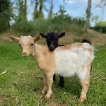 La Baragane Taillant